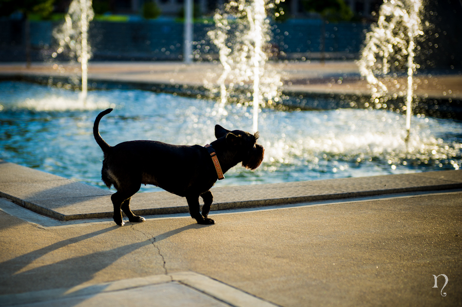 Preboda perro fuente agua ciudad urbano fotografos Bierzo Ponferrada Noemie artycam fotografia