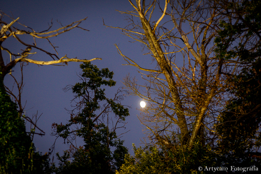 jardin noche luna De Floriana Molinaseca fotoperiodismo Artycam fotografía