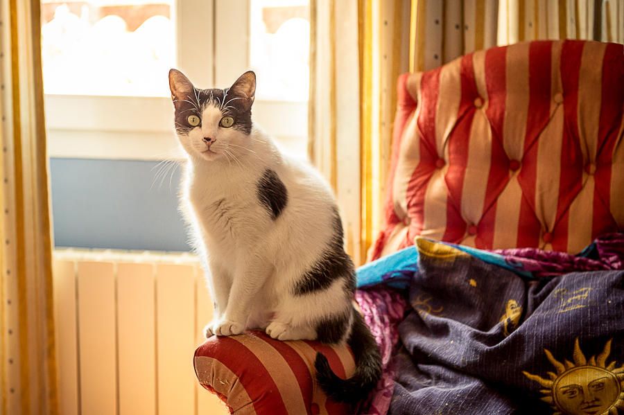 novio vestirse casa gato blanco mirar sofá artycam fotografía Santander León